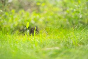 pequeño césped en verde fondo, Bokeh, natural diseño elemento. foto