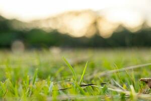 blurred grass background image Circular bokeh from sunset light photo