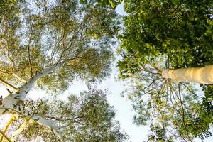 tall tree with branches and green leaves Lots of trees with fresh green leaves and sunlight. Forest nature blue sky background in bottom view photo