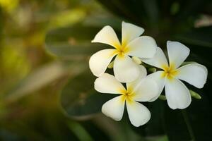 white flowers lit by the gentle sun photo