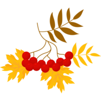 Rowan branch with leaves png