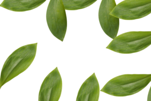 Leaf png download transparent background download