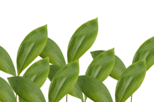 Leaf png download transparent background download