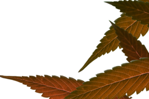 Leaf png download transparent background download