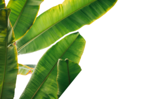 Leaf png download transparent background download