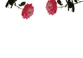 flower png download in hd