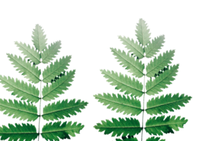 Leaf png download transparent background download