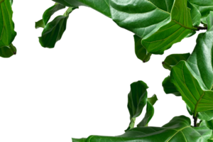 Leaf png download transparent background download