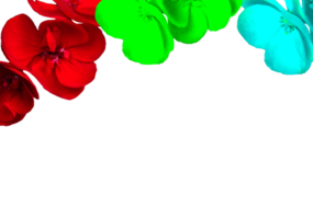 flower png download in hd