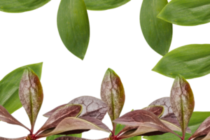 Leaf png download transparent background download