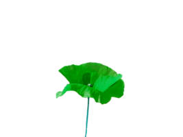 Blume png herunterladen im hd