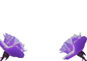 flower png download in hd