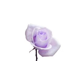 Blume png herunterladen im hd