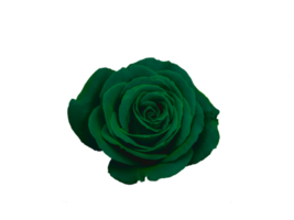 Blume png herunterladen im hd