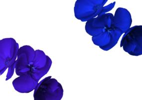 Blume png herunterladen im hd