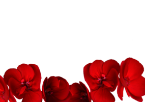 flower png download in hd