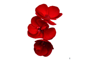 flor png baixar dentro hd