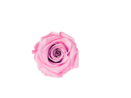 Blume png herunterladen im hd