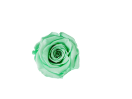 Blume png herunterladen im hd