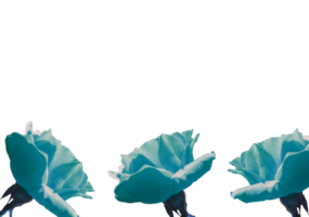 flower png download in hd