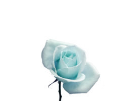 flower png download in hd