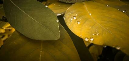 Yellow leaves with water drops, vignette. Design template. Backdrop background. photo