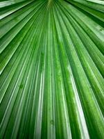 Green palm leaf pattern  natural bright  backdrop background design template wallpaper photo