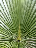 verde palma hoja modelo natural brillante fondo antecedentes diseño modelo fondo de pantalla foto