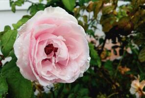 Pink roses blooming in the morning with water droplets  There are beast legs behind. photo