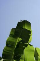 Natural tropical botany green banana palm leaves against blue sky abstract background. photo