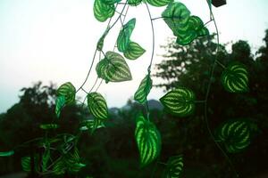 An image showing a decorative leaf whose roots are vines on a wooden beam As well, the time setting at that time was morning. photo