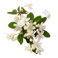 ai gerado branco flor ramalhete branco jasmim ramalhete png