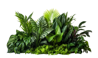 ai gegenereerd struiken bestaande van divers types van planten en wild bladeren zijn geregeld samen tegen een transparant achtergrond. png
