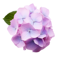 ai generado ramo de flores hiena flor png