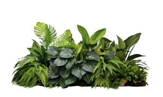 AI Generated Bushes consisting of various types of plants and wild leaves are arranged together against a transparent background. png