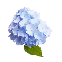 ai generado ramo de flores hiena flor png