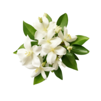 AI generated white flower bouquet white jasmine bouquet png