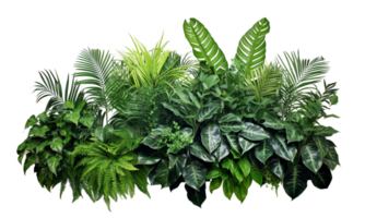 AI Generated Bushes consisting of various types of plants and wild leaves are arranged together against a transparent background. png