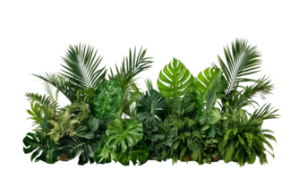 AI Generated Bushes consisting of various types of plants and wild leaves are arranged together against a transparent background. png