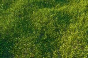 Green grass and bright field,natural scenery,3d rendering. photo