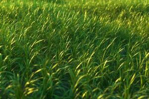 Green grass and bright field,natural scenery,3d rendering. photo