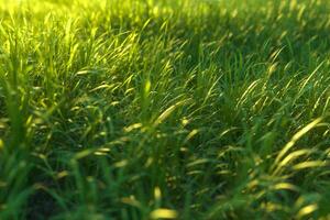 Green grass and bright field,natural scenery,3d rendering. photo