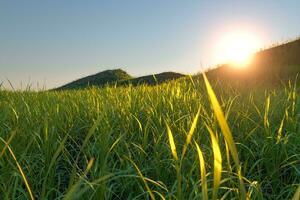 Grass field and mountains with bright background,3d rendering. photo