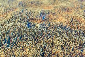 Growing wavy particles, abstract color background, 3d rendering. photo