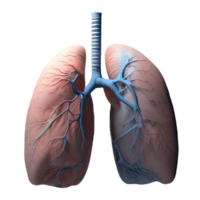pulmões humano generativo ai png