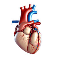 Human Heart Ai generative png