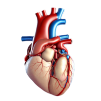 mänsklig hjärta ai generativ png