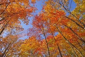 Colorful Canopy in the Fall photo