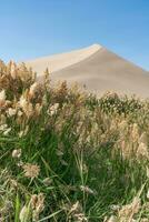 Green reeds around the desert. photo