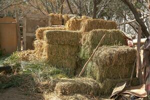 heno pila, seco heno es apilado arriba en el tierras de cultivo foto